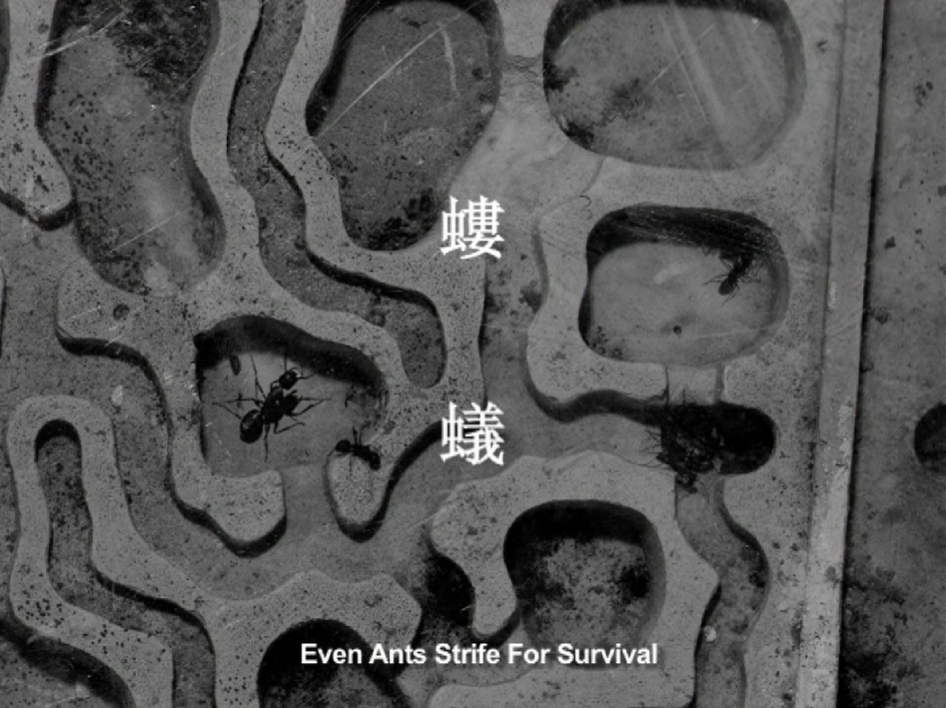 Even Ants Strive For Survival